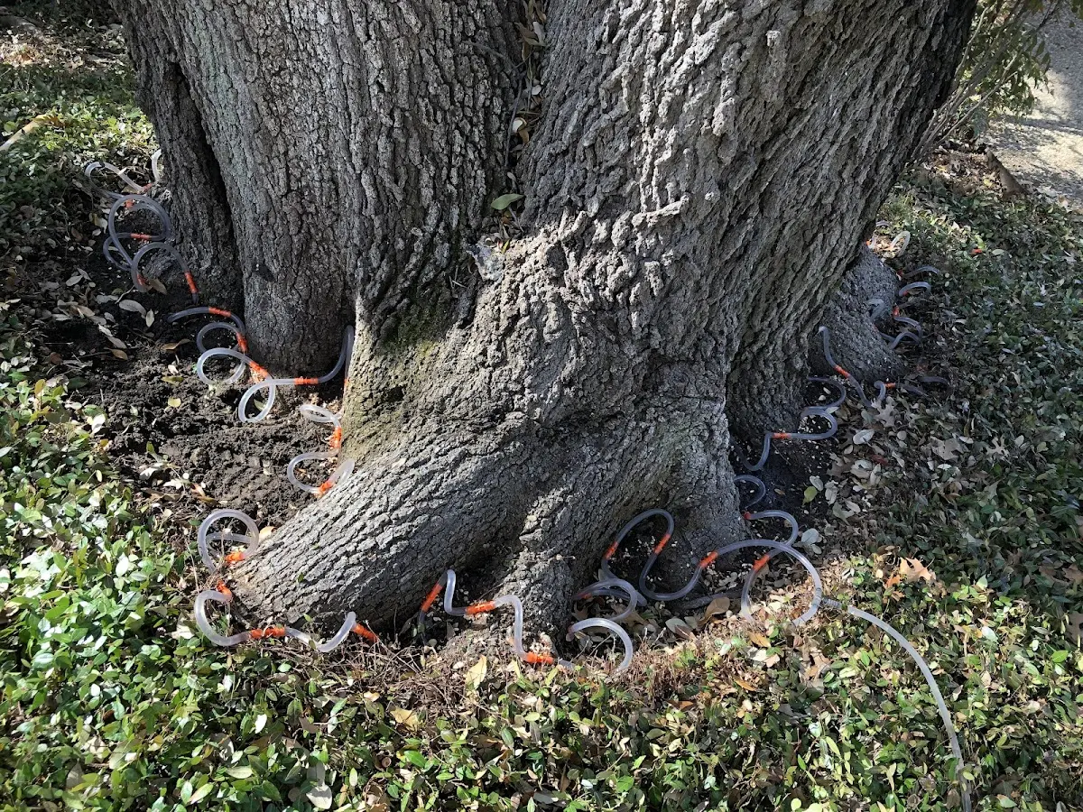 Detailed Shrub and Hedge Trimming job site in Donna