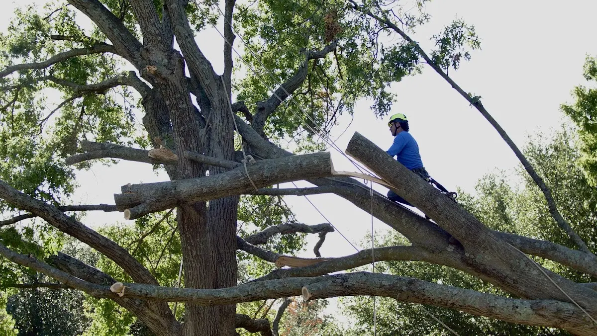 Professional Hazardous Tree Removal performed by certified arborists in Donna