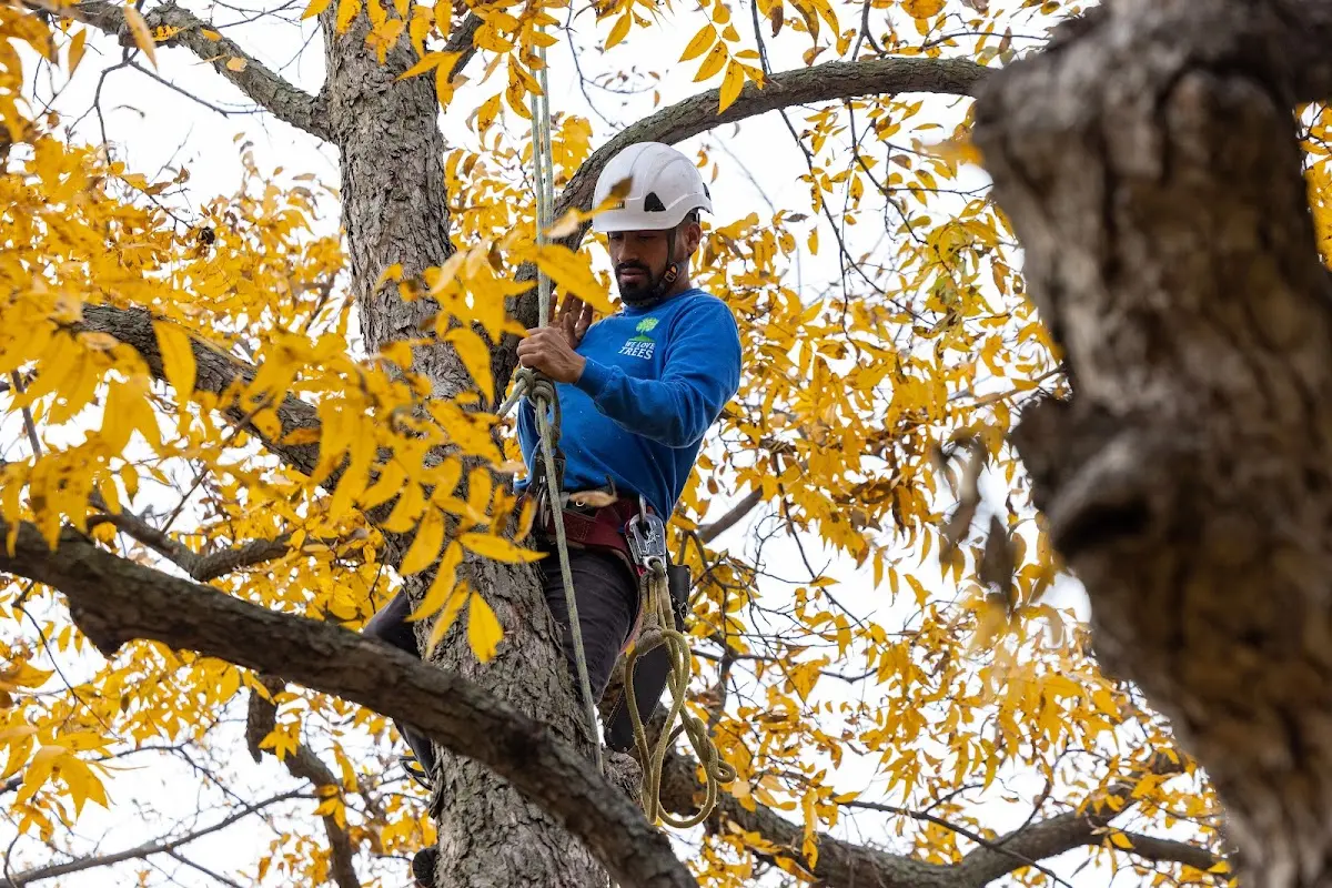 Skilled Tree Pruning crew working in Donna
